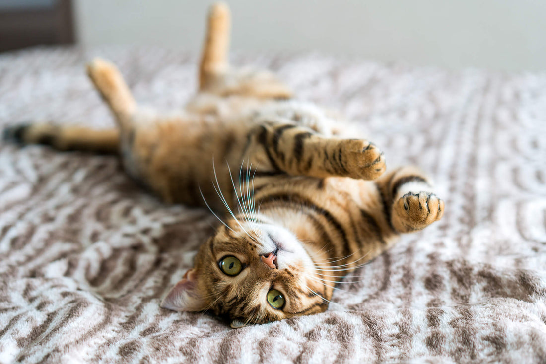 Your Cat's Health from Tip to Tail