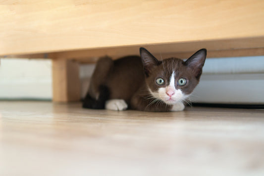 Masters of Masking: How Can You Tell if Your Cat is In Pain?