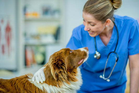 July is Pet Parasite Awareness Month