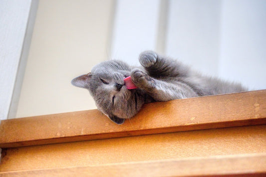 Are Your Cat's Sudden Hairballs Caused by Allergies?
