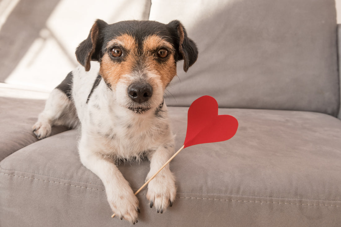 Do You Know How to Care for a Dog with a Heart Condition?