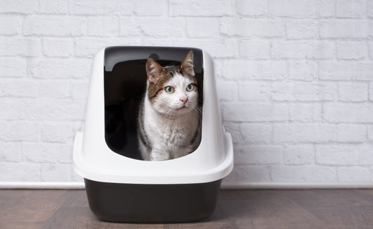 Backed Up or Blocked - Feline Constipation or Intestinal Obstructions?