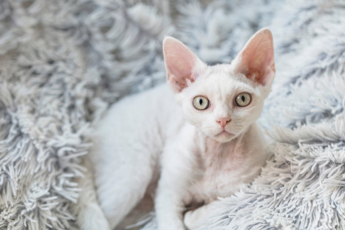 7 Reasons for Your Cat’s Unexplained Weight Loss