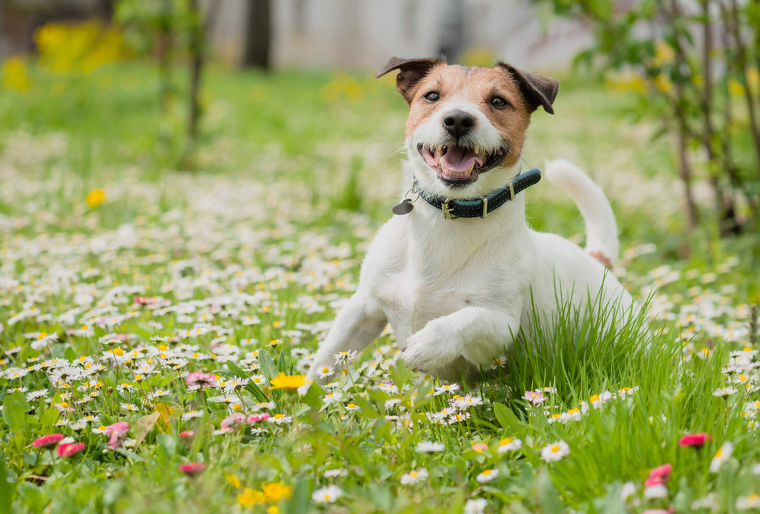 How Integrative Medicine Can Support Pet Allergies