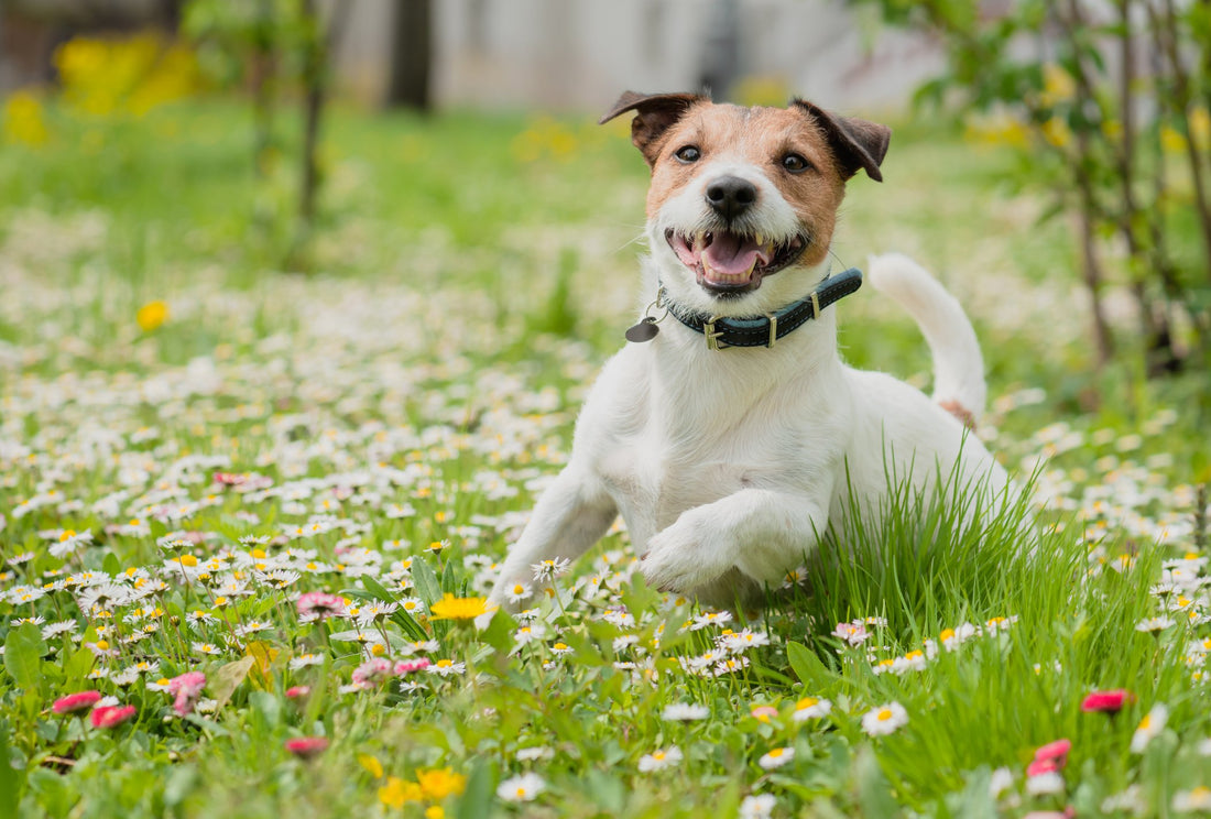 7 Ways to Stop Your Dog's Spring Allergies Before They Start