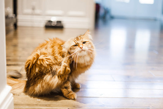 What is Going on With Your Cat's Abrupt Twitching?