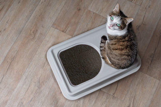 Can Cats Get Urinary Tract Infections?