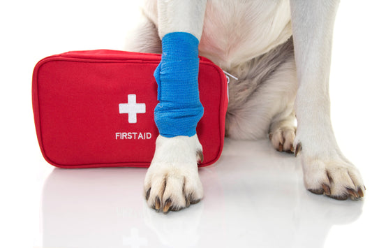 Found a Cut or Scrape on Your Pup? Treat It at Home!