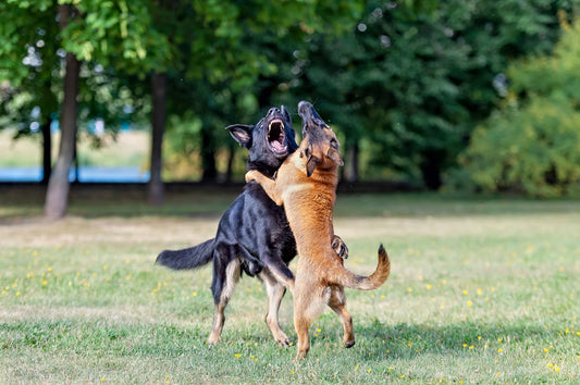Do This Immediately if Your Pup Suffers from a Dog Bite!