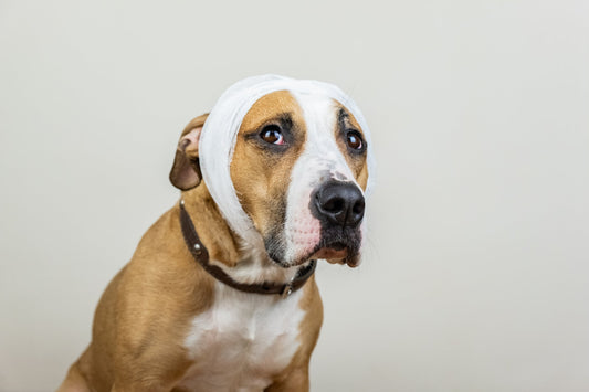 Learn How to Spot the Signs of a Concussion in Your Pup