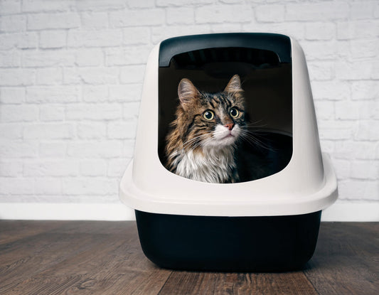 What Causes Urinary Incontinence in Cats?