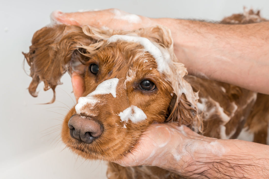 This Is Why You Should Be Careful When Selecting Shampoo for Your Pet