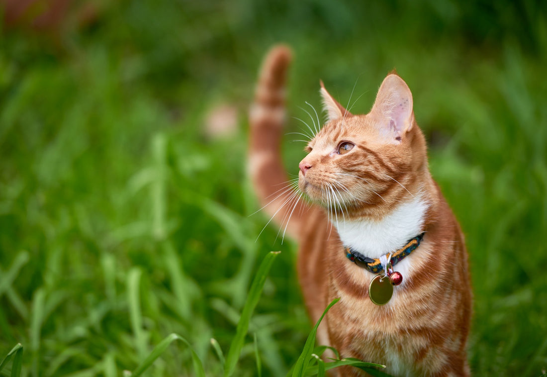 Summertime Parasite Protection for Your Outdoor Cat