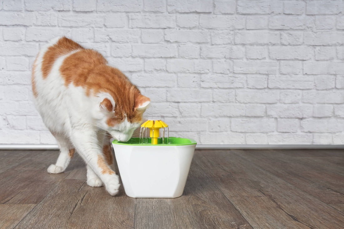6 Natural Ways to Protect Your Cat's Kidneys