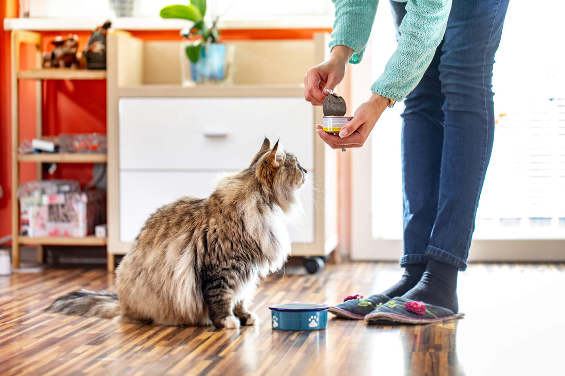 The Healthiest Pet Food Toppers to Enhance Your Cat's Dinner
