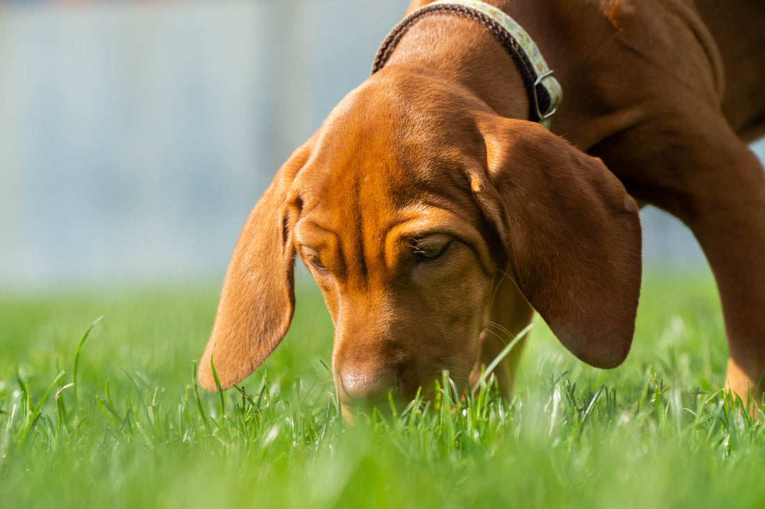 Do You Know What This Fungal Infection Does to Dogs?