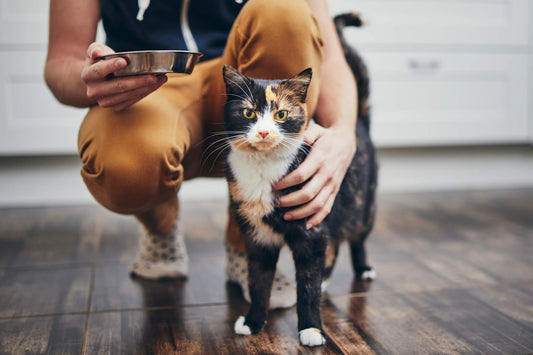 Kitty Not Eating? Here's When You Should Be Concerned