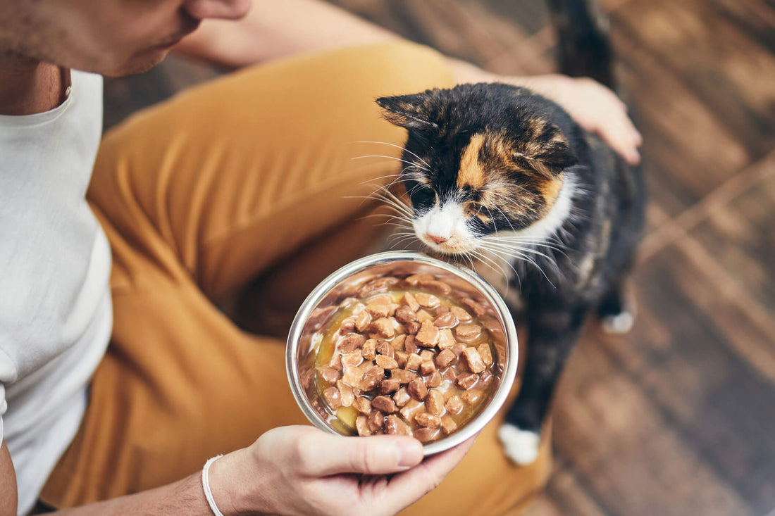 Do I Need To Change My Pet's Diet in the Summertime?