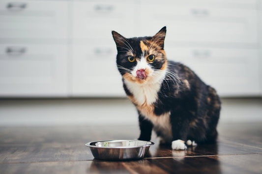 What to Do If Your Cat Is Always Hungry
