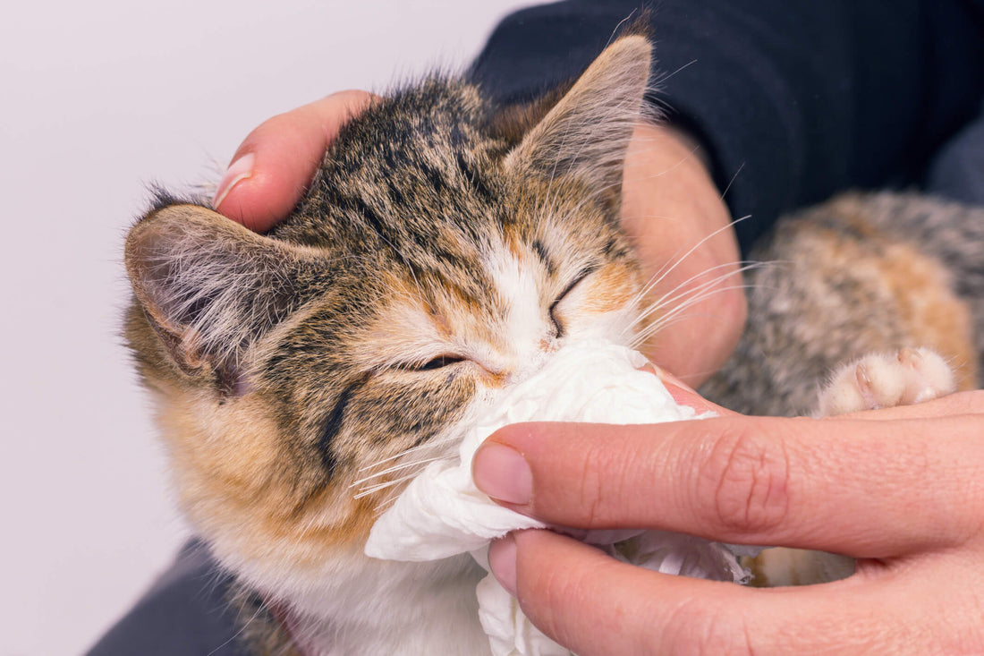 Is Your Kitty Sneezing from Allergies, or Something More Serious?