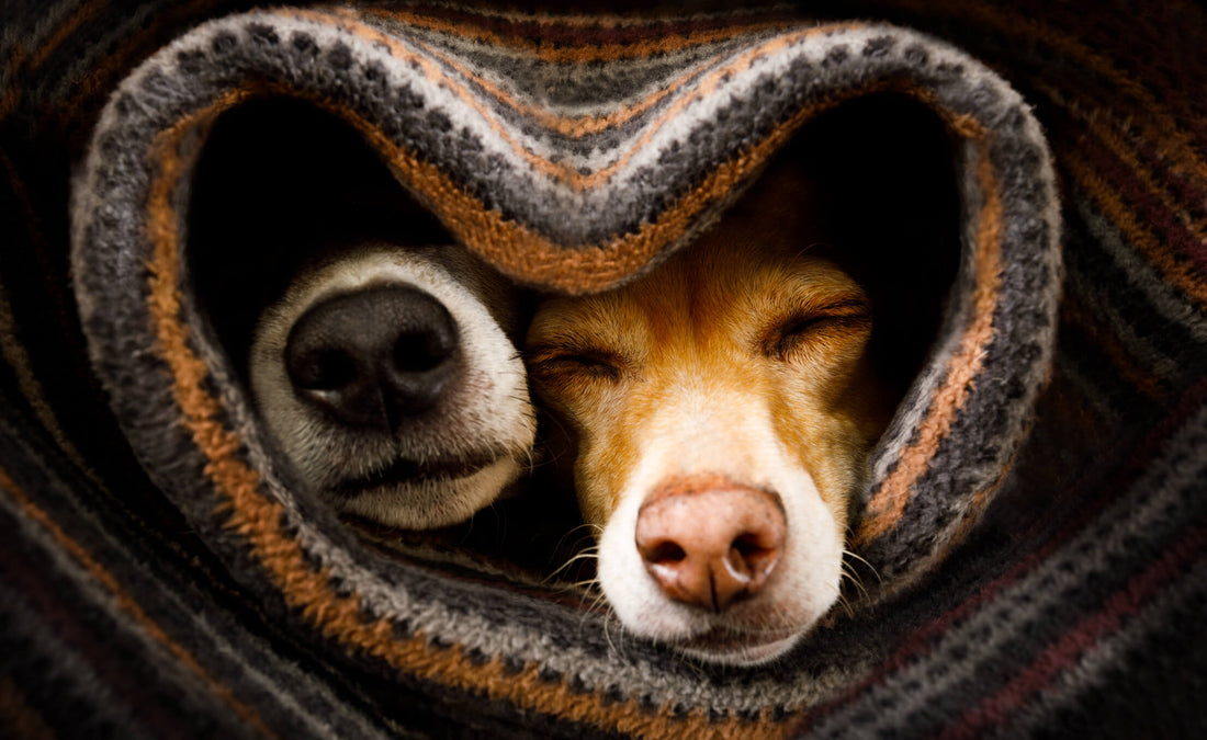 5 Ways Pets Are Affected by Winter’s Shorter Days