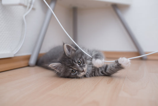 Don’t Let Your Cat Chew on Cords... or Any of These Other Objects!