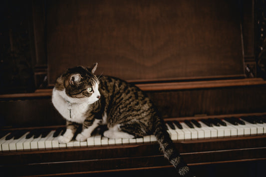 How to Deal with a Cat That's Up All Night