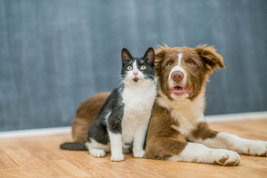 Why Rescue Organizations Want You to Spay or Neuter