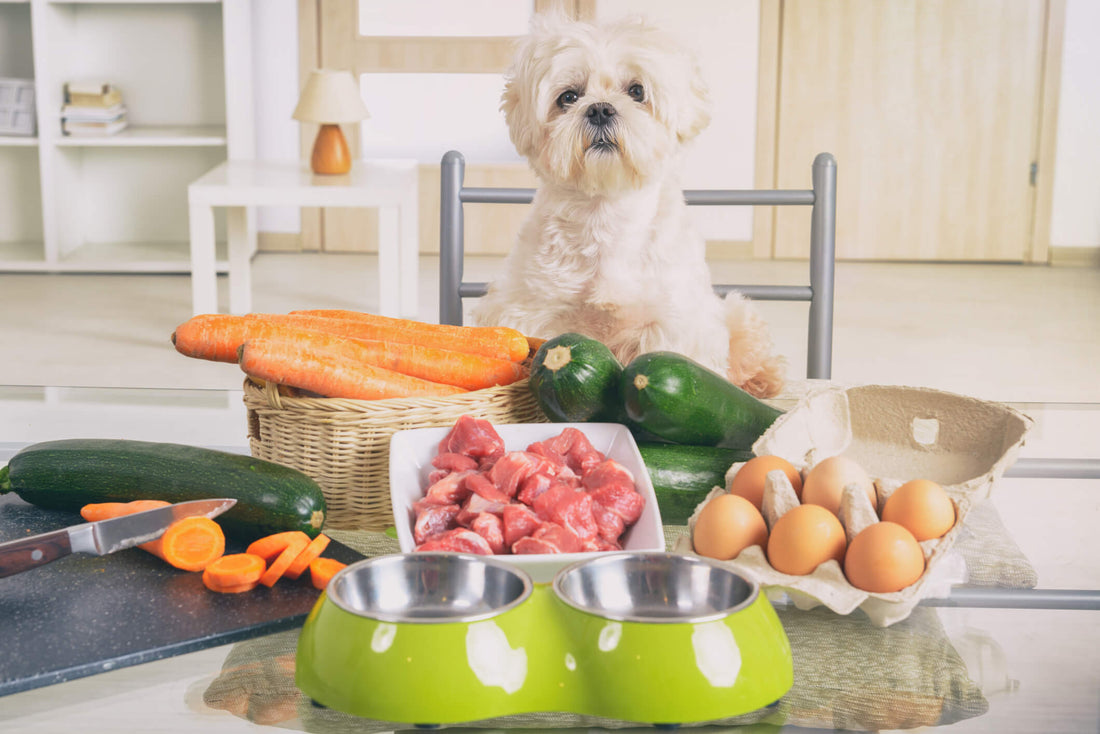 Essential Vitamins and Minerals for Your Dog’s Skin and Coat Health