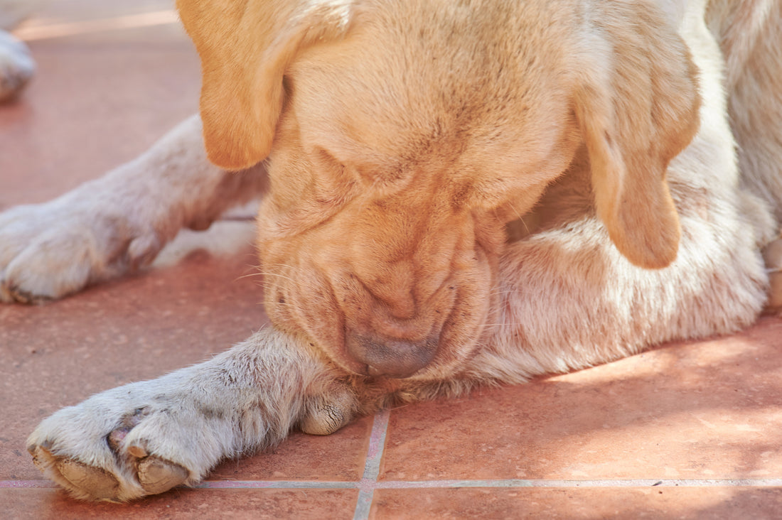 Identifying the Signs of a Skin Infection on Your Dog