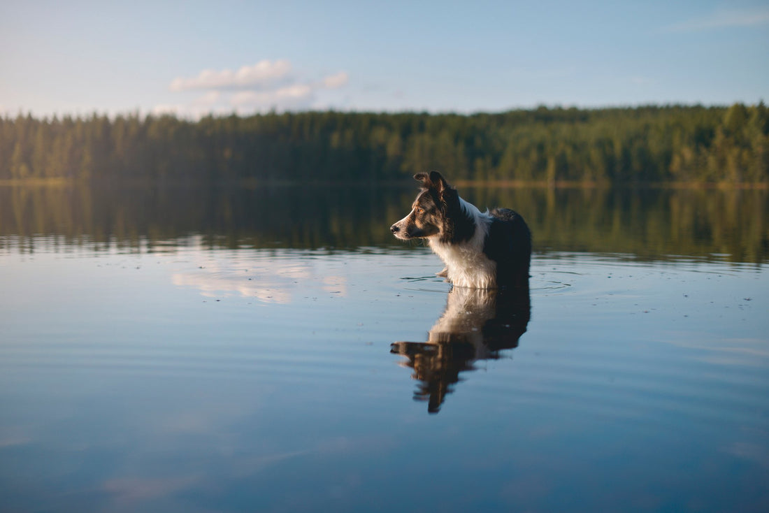6 Reasons to Be Cautious with Your Pets Around Outdoor Water