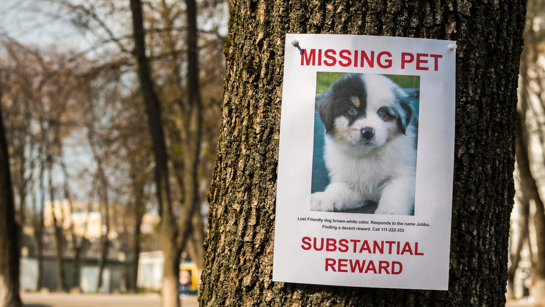 7 Tips for Finding a Lost Pet
