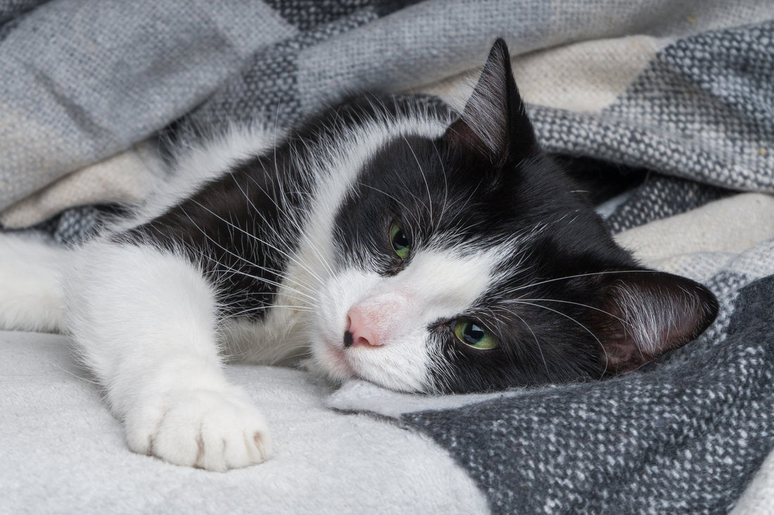 This Breathing Issue Can Be Life-Threatening for Cats