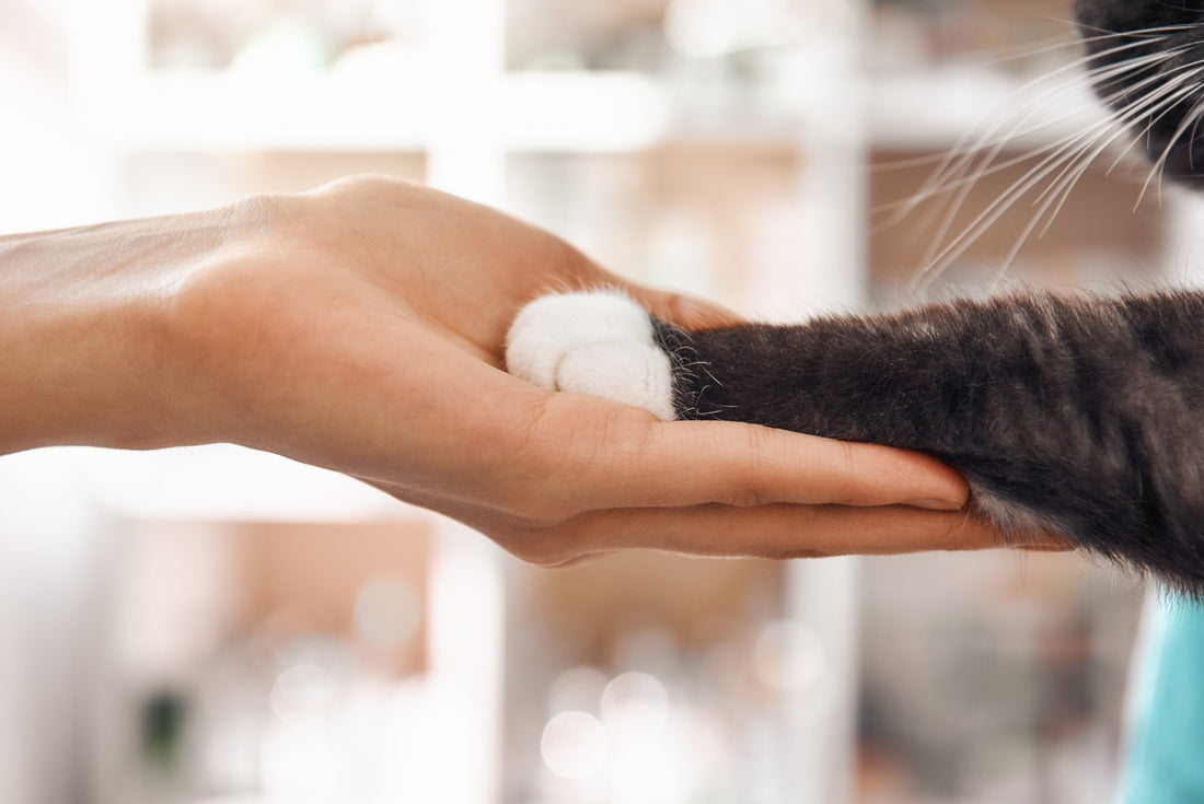 These Changes to Your Cat's Paw Might Indicate a Serious Infection