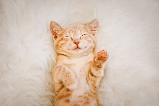 5 Natural Ways to Bolster Your Cat's Immunity