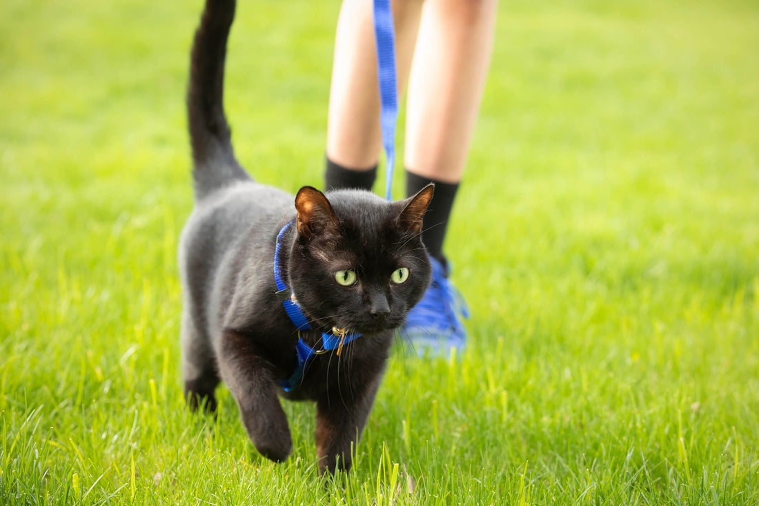 How Much Exercise Does Your Cat Actually Need?