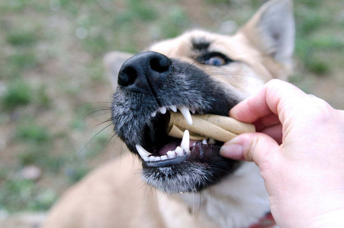 Do Dental Treats Actually Work for Dogs?