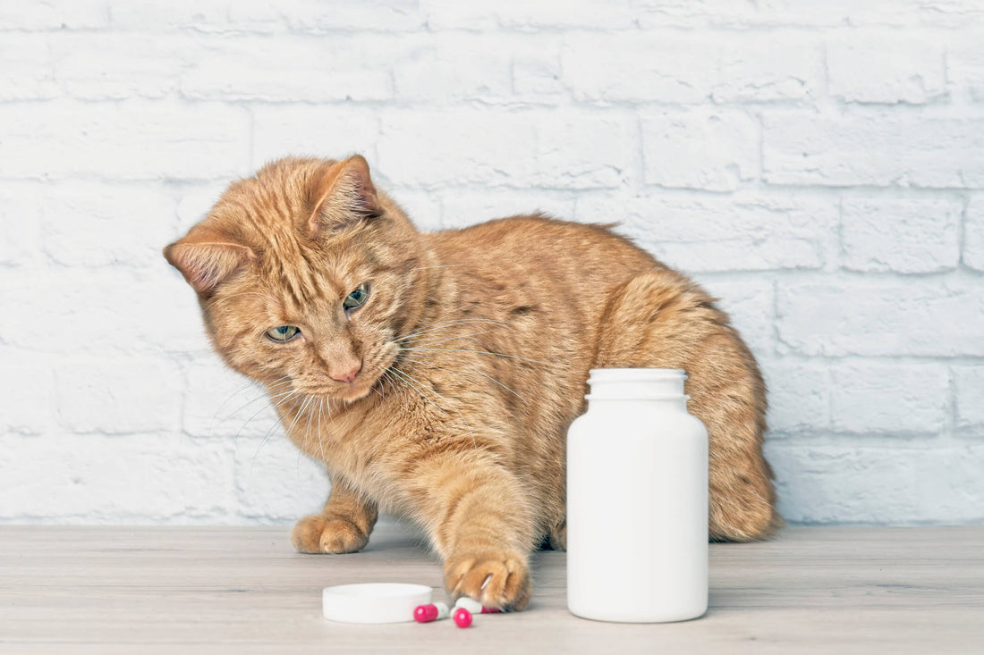 Poison Prevention in Cats 101