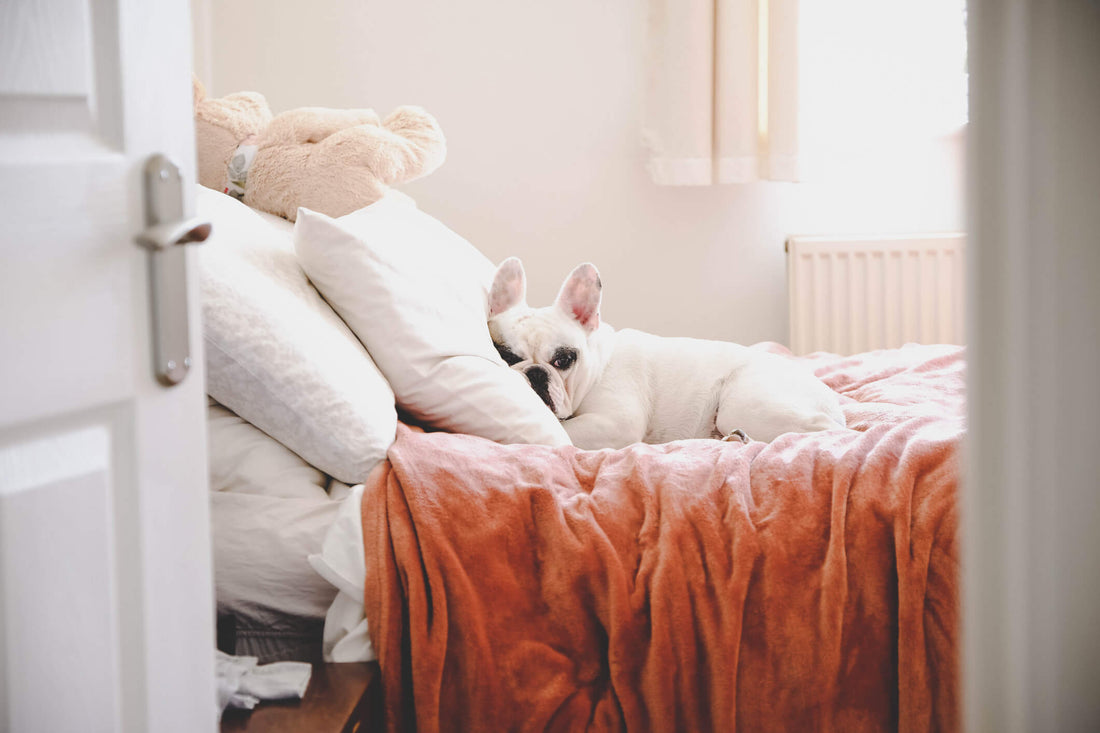 Pets Can Suffer from Sleep Apnea, Too!