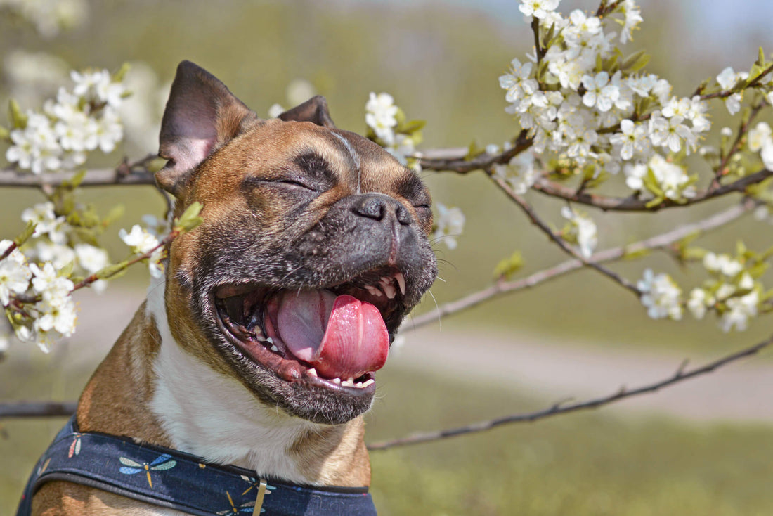 Why Spring is the Most Important Season for Your Allergic Pup's Immune System