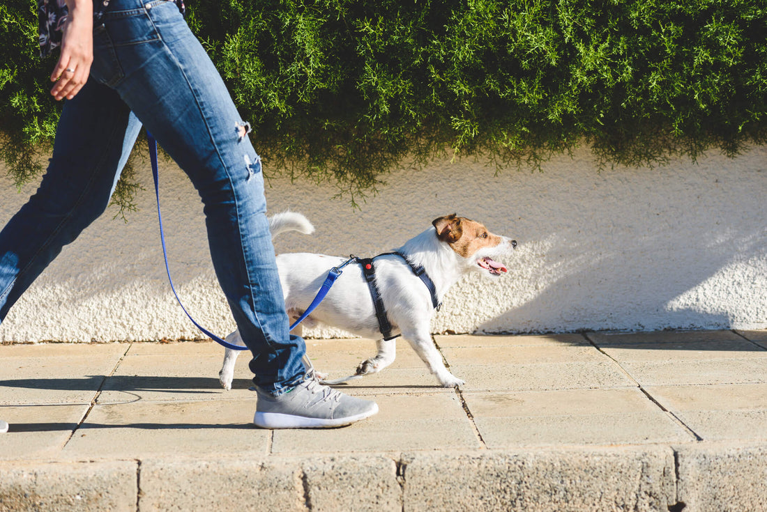 Is a Walk Enough Exercise for Your Dog?