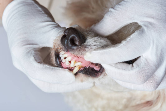 Oral Health Problems Might Lead to This Throat Issue in Dogs