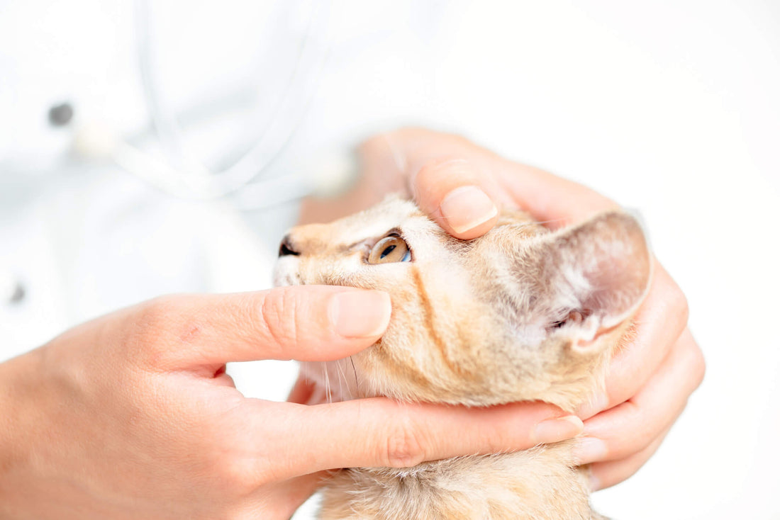 Watch for the Subtle Signs of Glaucoma in Cats