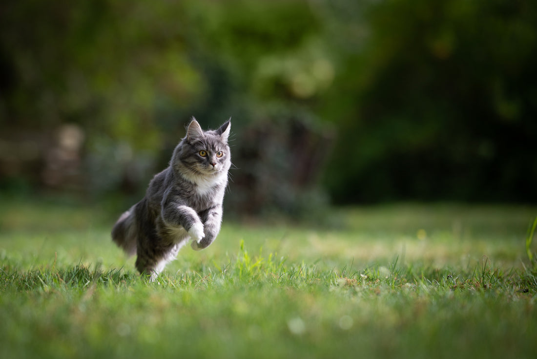 Ways to Keep Your Arthritic Cat Active and Agile