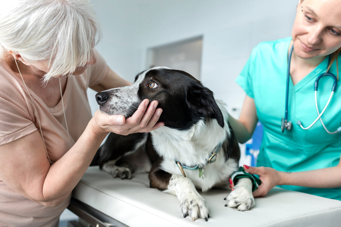 7 of the Most Common Types of Cancer in Dogs