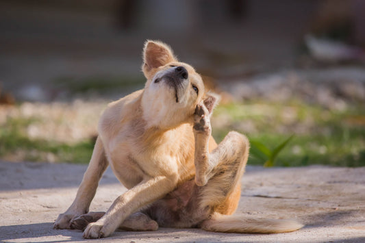 Bacterial Infections in Dogs: Understanding MRSA and MRSP