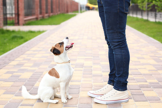 Why Training for Recall is So Important for Pups with High Prey Drives