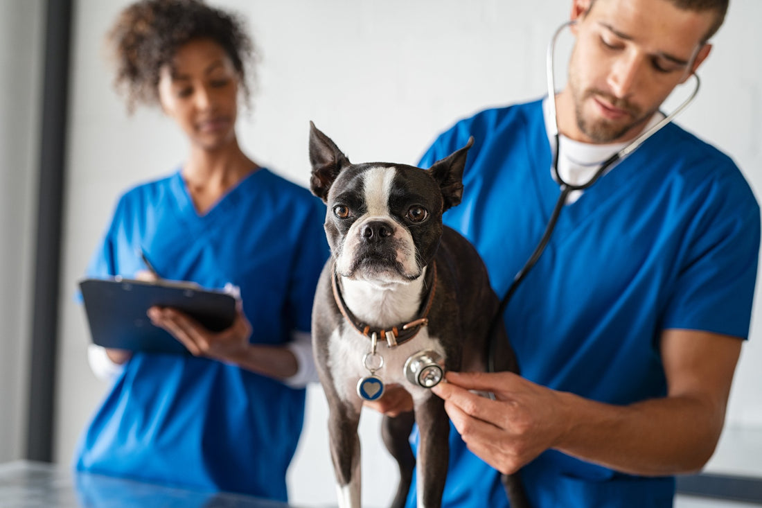7 Questions You Should Be Asking Your Vet