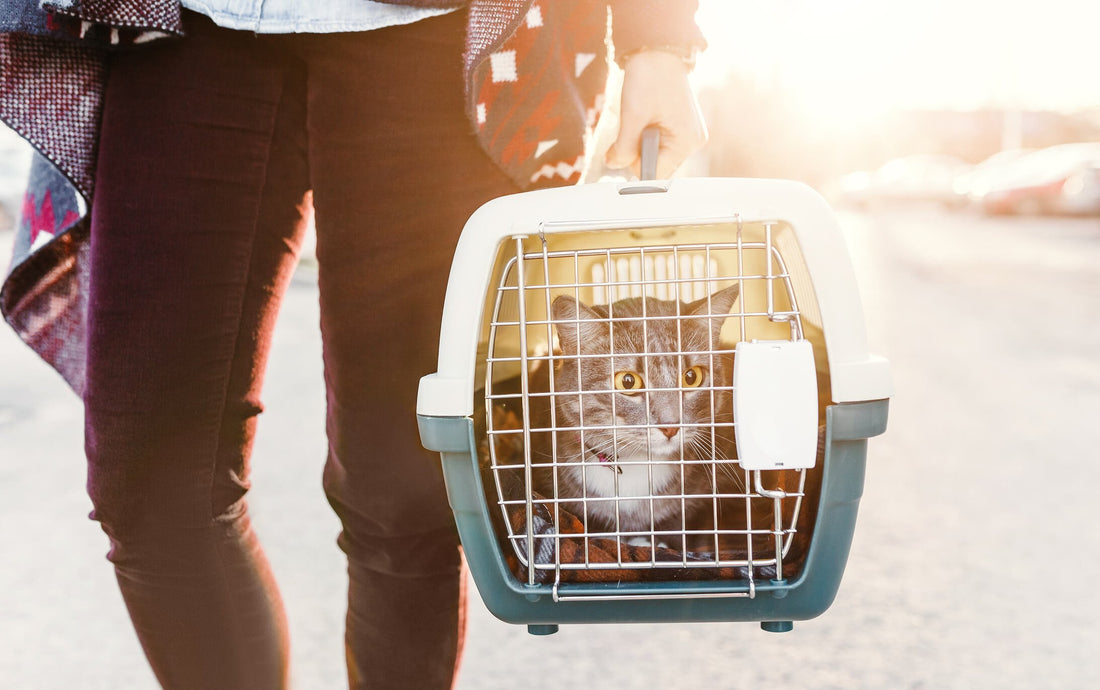 Adopting a Cat? Get Prepared With These 8 Items