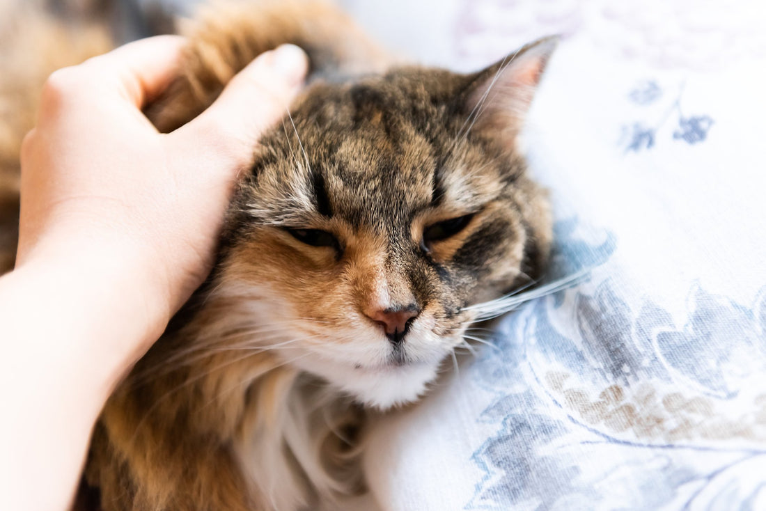What Exactly Is FIV and Why Is It So Dangerous for Cats?